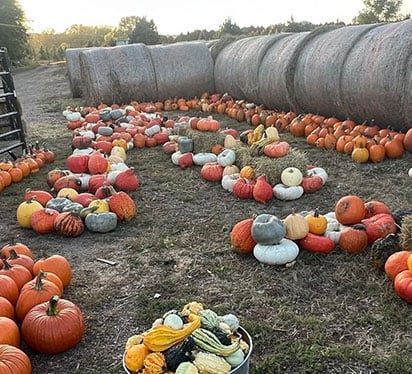 Pumpkins on grass with hay