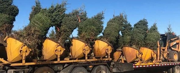 landscaping tree services