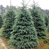 Black Hills Spruce