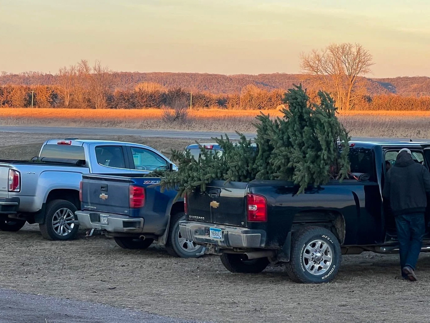 Cut Your Own Christmas Tree at Valley Tree Farm