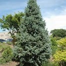 Columnar Blue Spruce