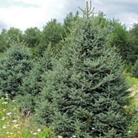 Meyers Spruce