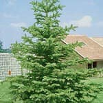 Norway Spruce