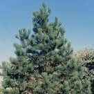 Ponderosa Pine