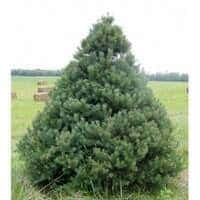 Scotch Pine