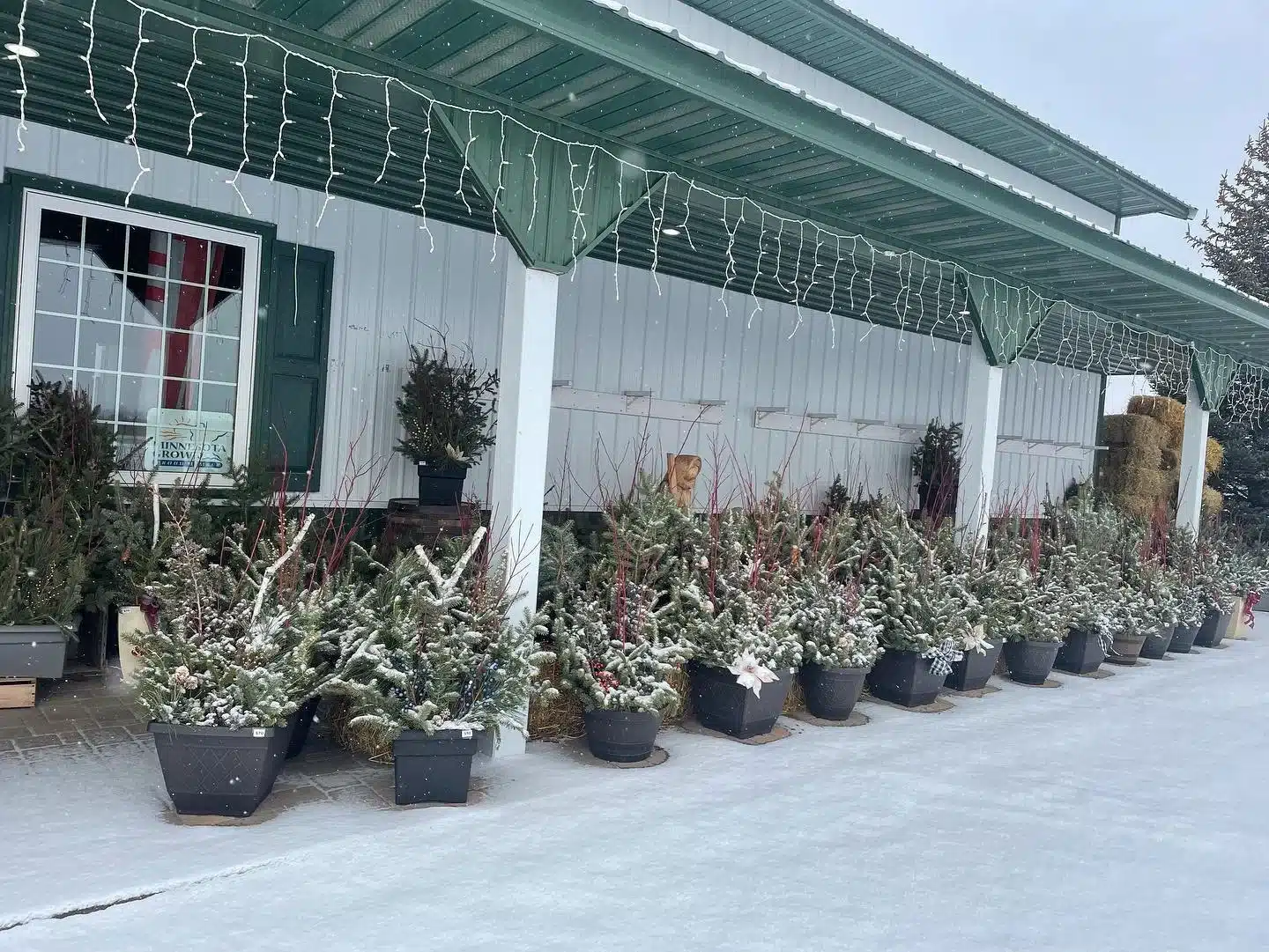 holiday planters