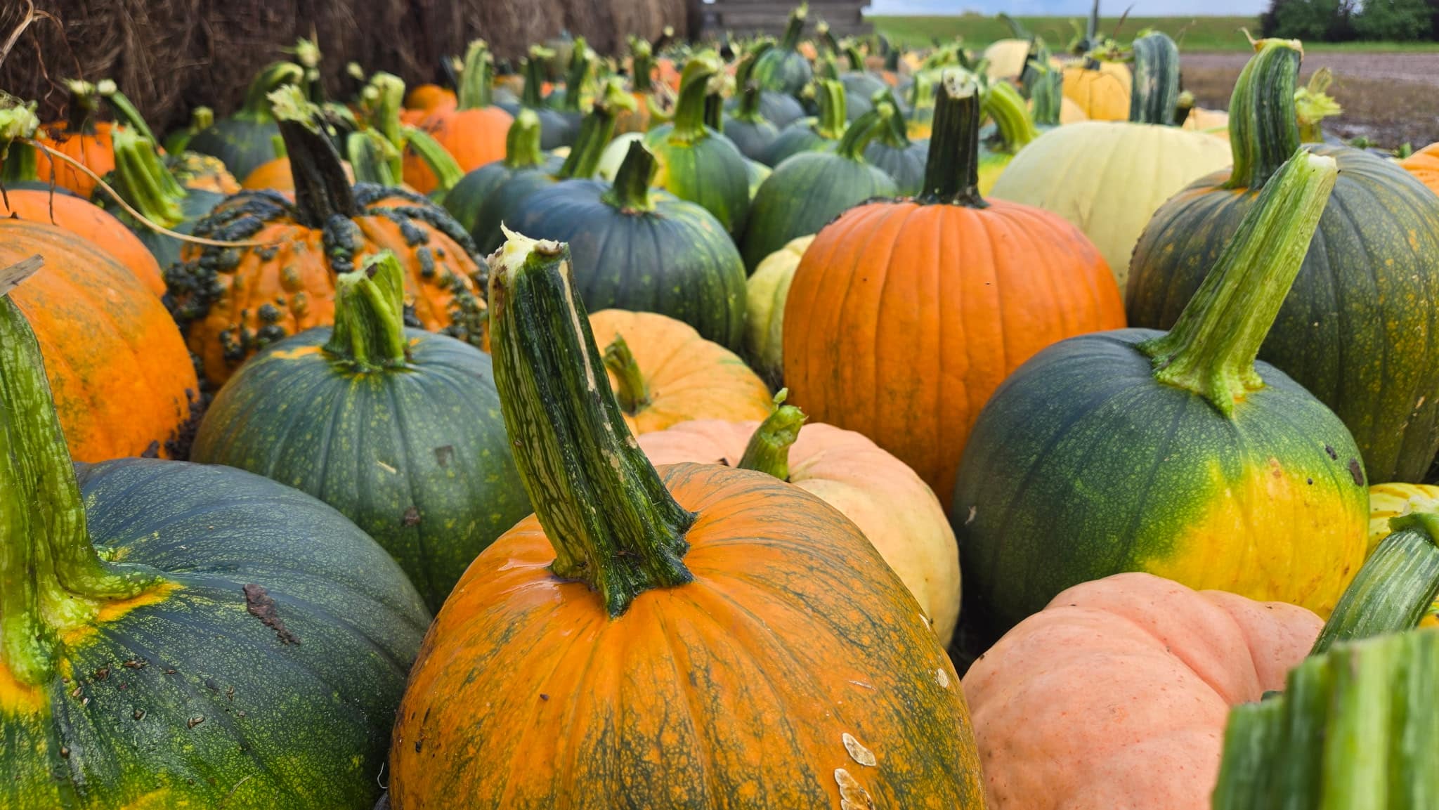 pumkins at valley tree farm