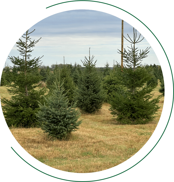 spruce tree nursey at valley tree farm full circle