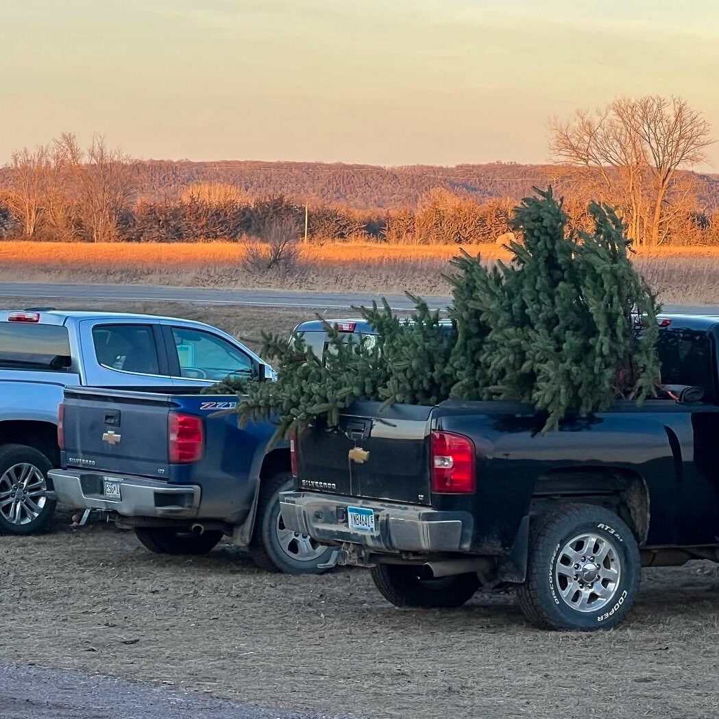 Christmas Tree being hauled in the bed of a Pickup Truck