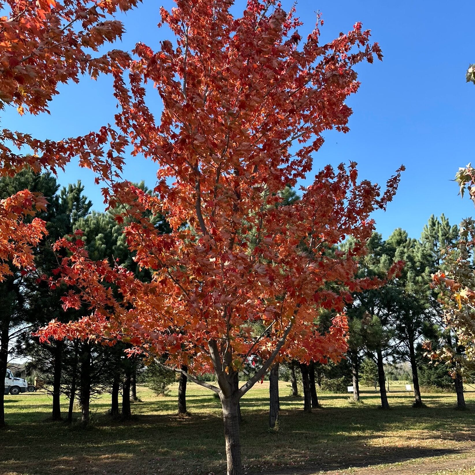 autumn blaze maple tree