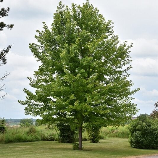 autumn blaze tree