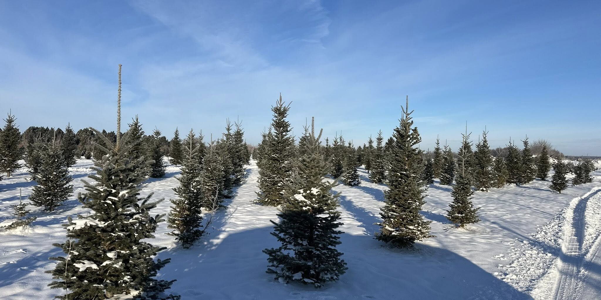 christmas trees at valley tree farm