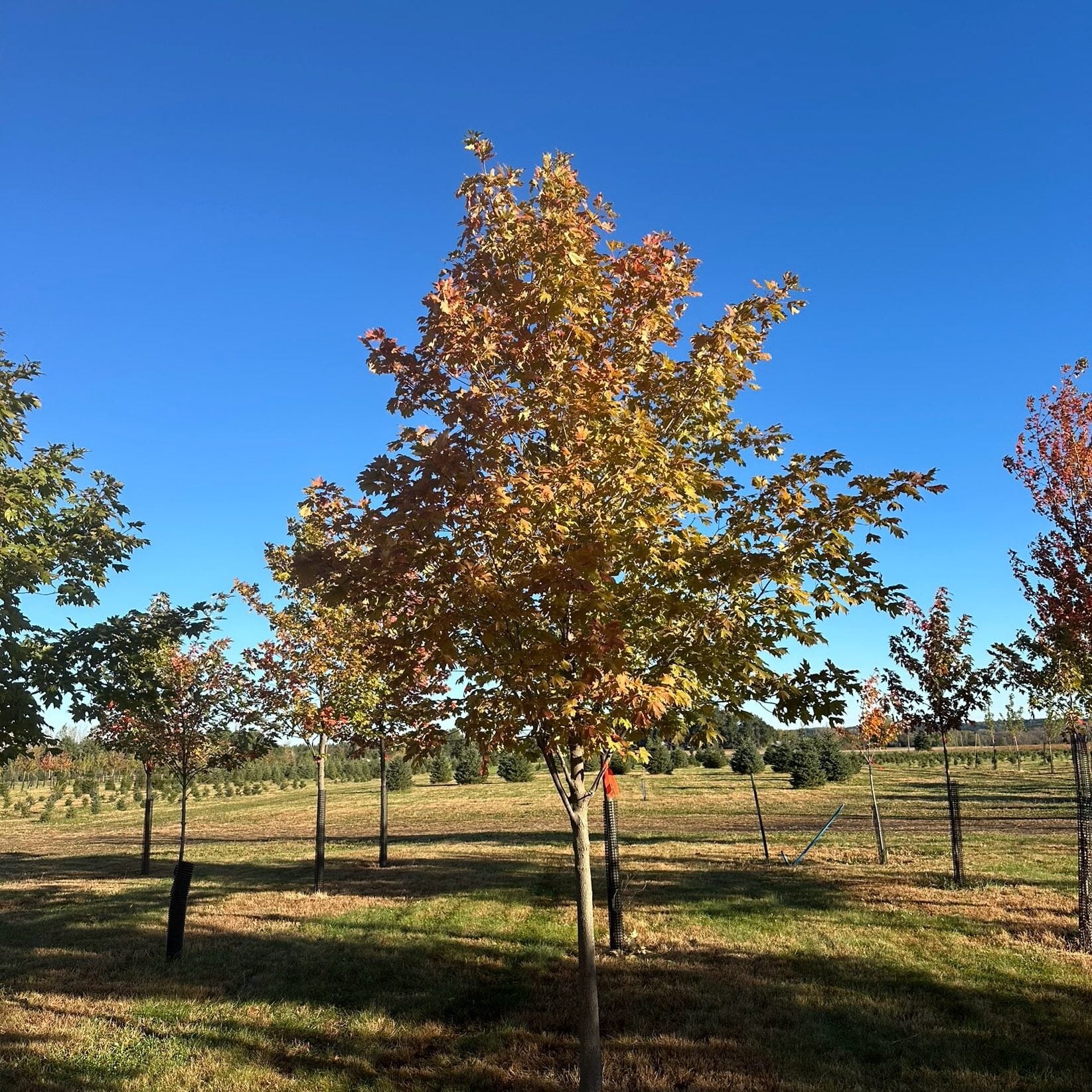 fall fiesta maple tree