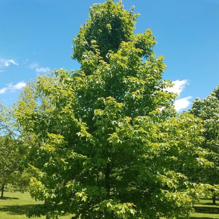 fall fiesta sugar maple