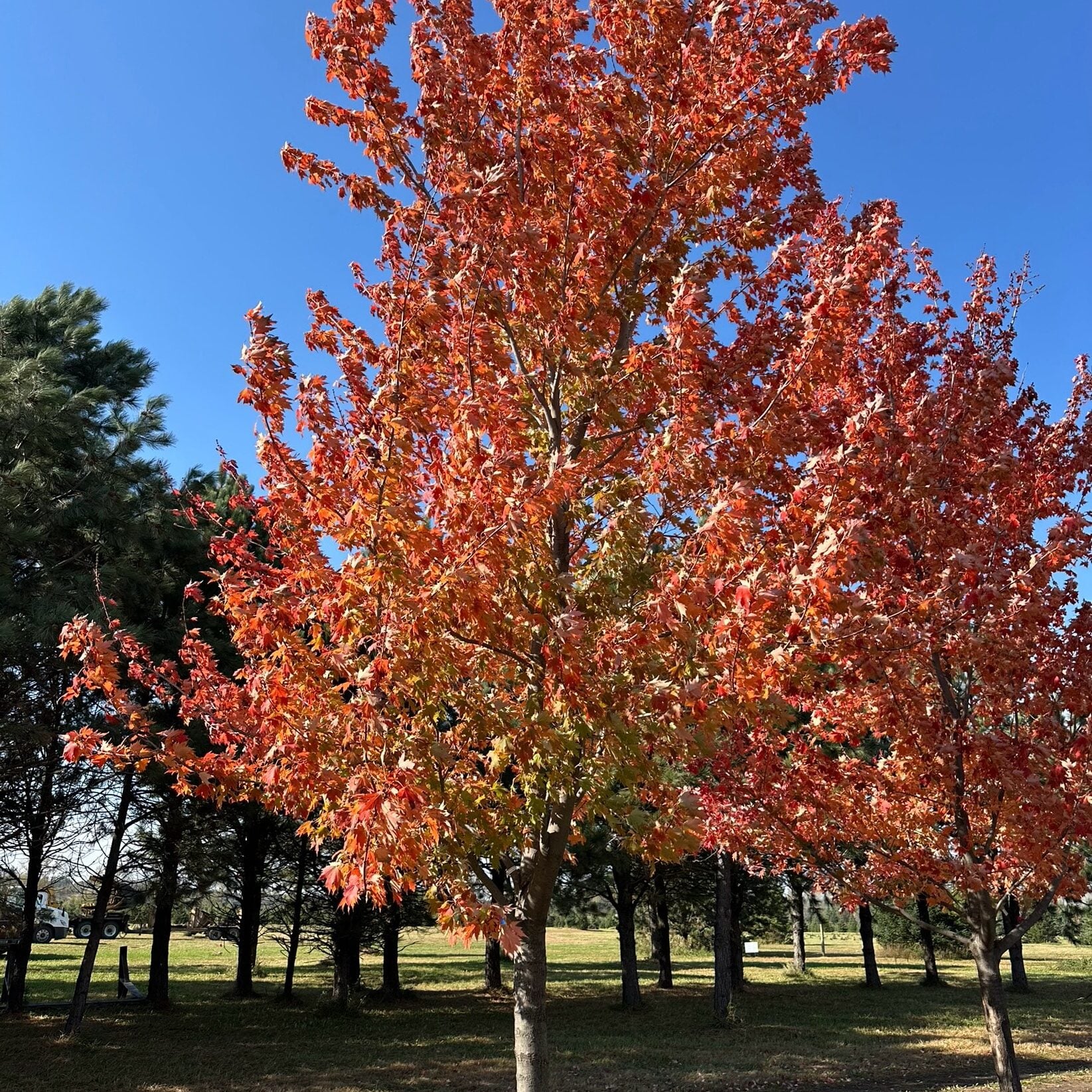 fire fall maple tree