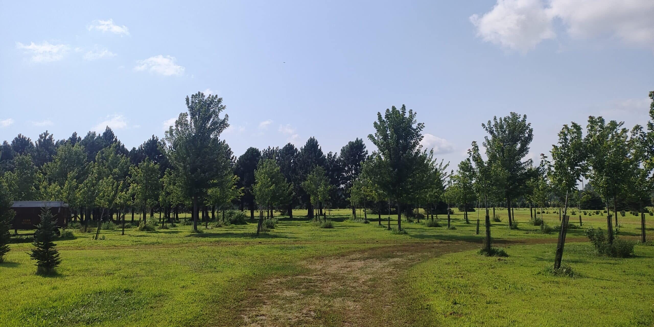 landscaping trees at valley tree farm