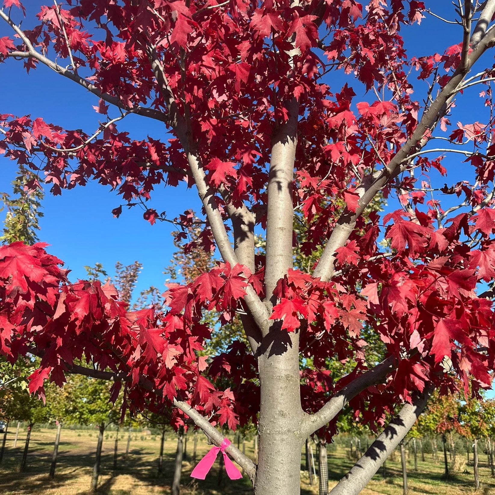 metador maple tree in the fall