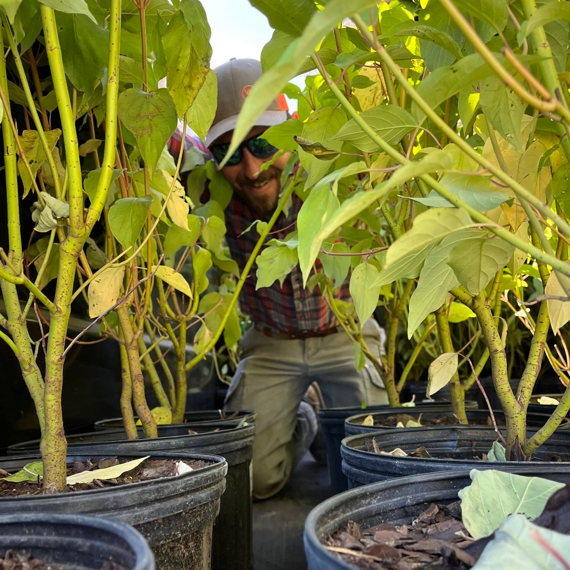 poking head through newly planted trees