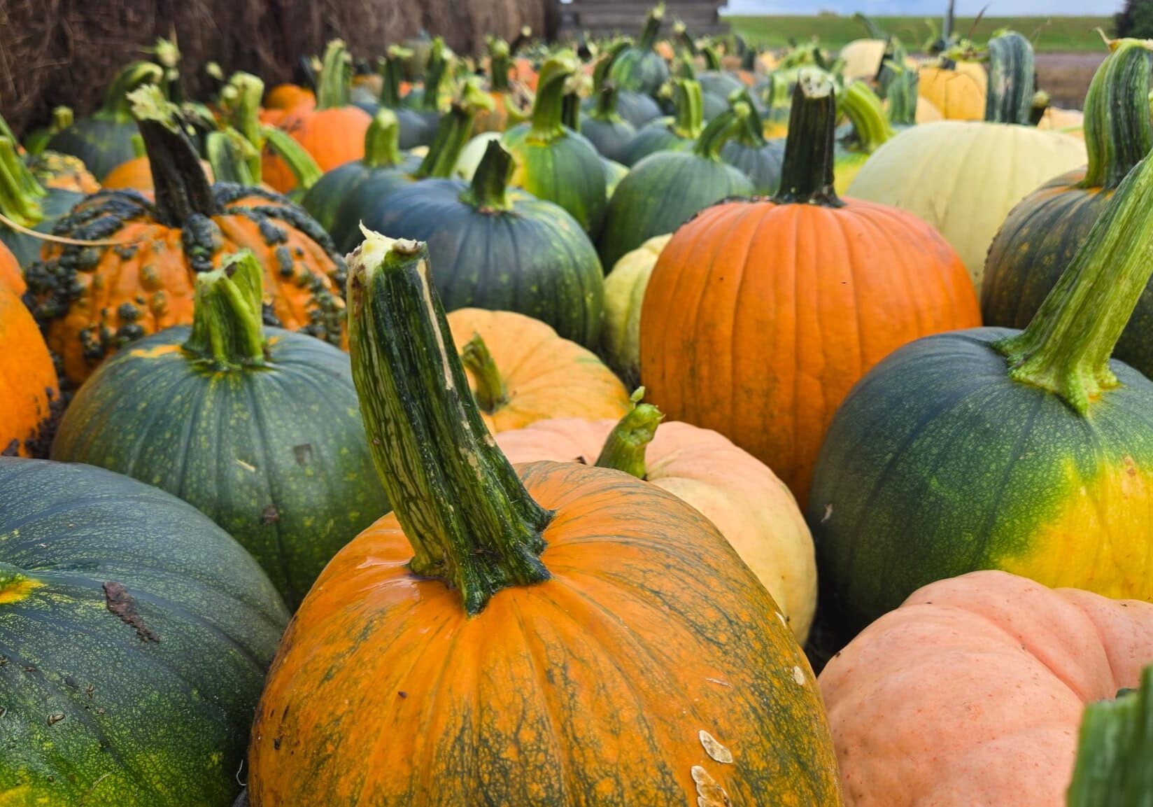 pumkins at valley tree farm