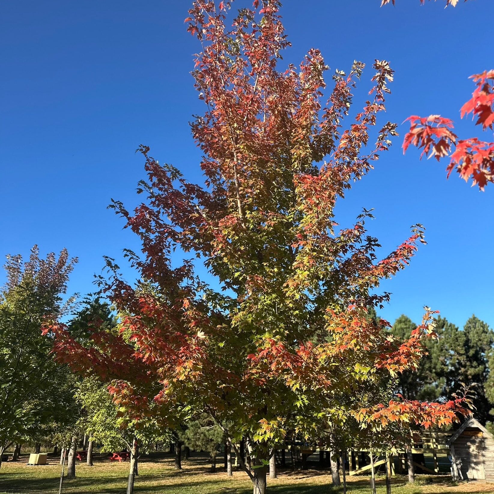 sienna glen tree