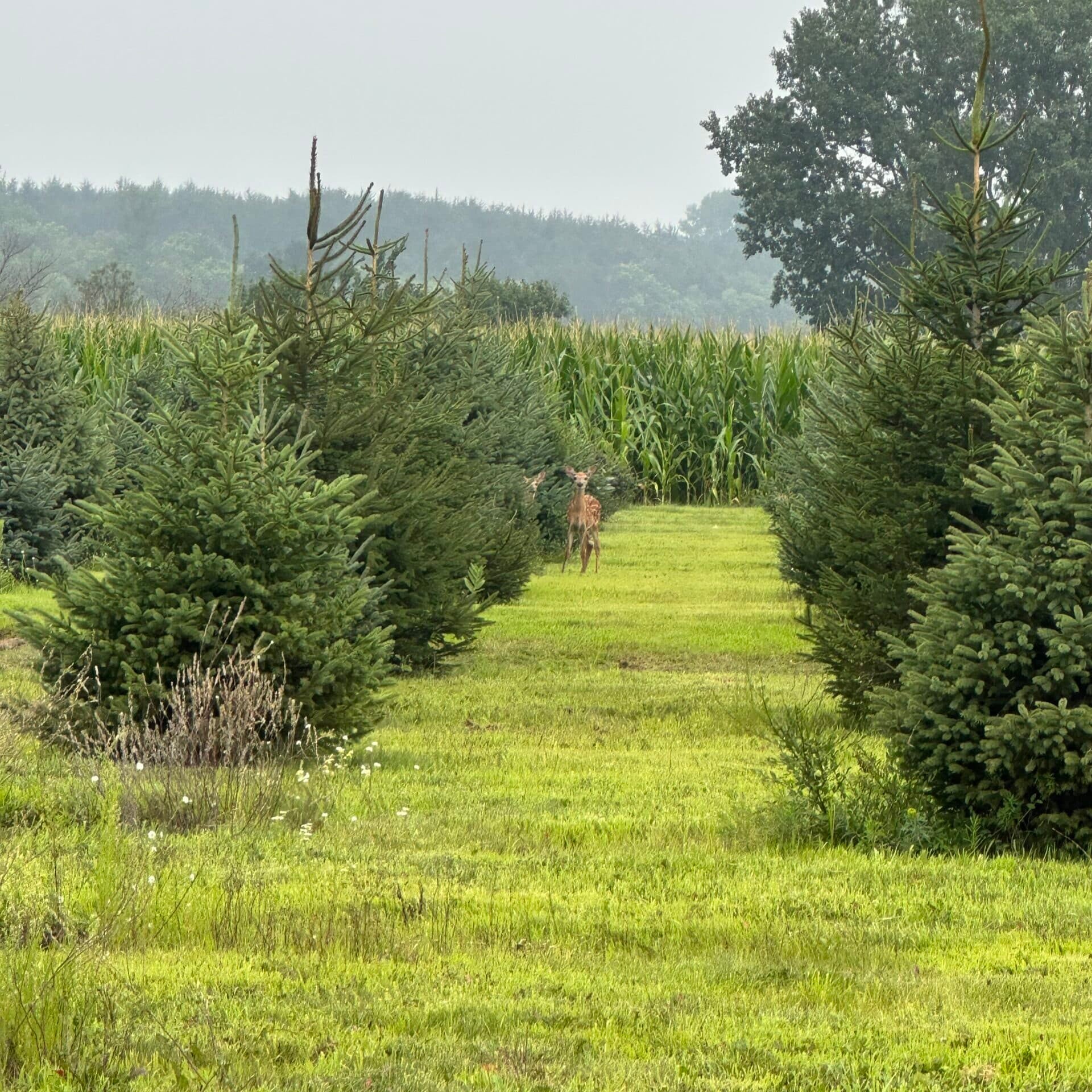 tree nursery with deer standing by tree