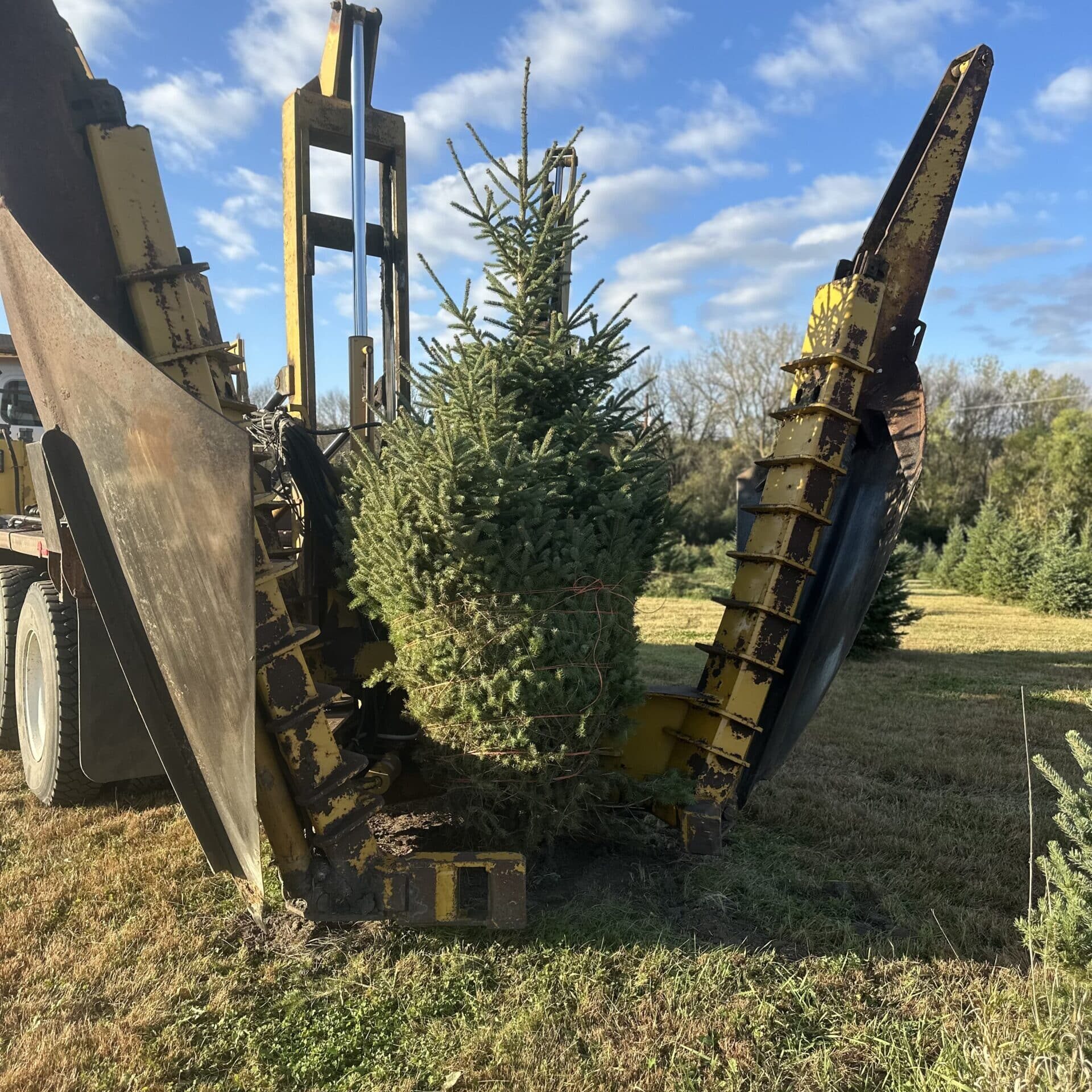tree spading by valley tree farm