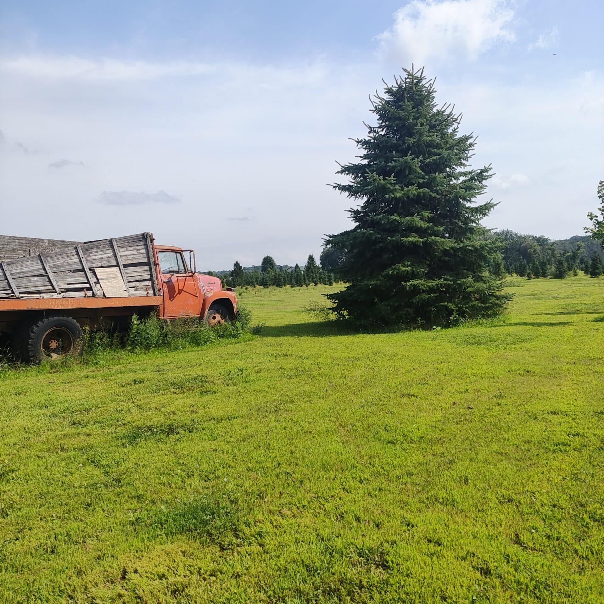 tree with truck nearby